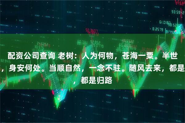 配资公司查询 老树：人为何物，苍海一粟。半世迷茫，身安何处。当顺自然，一念不驻。随风去来，都是归路